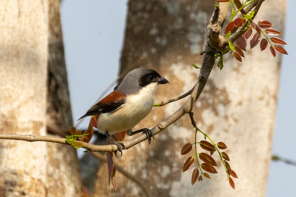 栗背伯劳(Lanius collurioides)