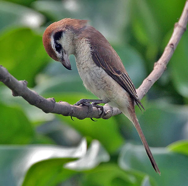 红尾伯劳(Lanius cristatus)