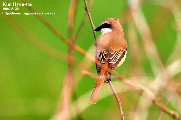 红尾伯劳(Lanius cristatus)