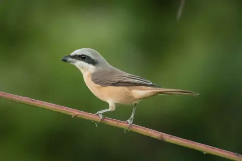 红尾伯劳