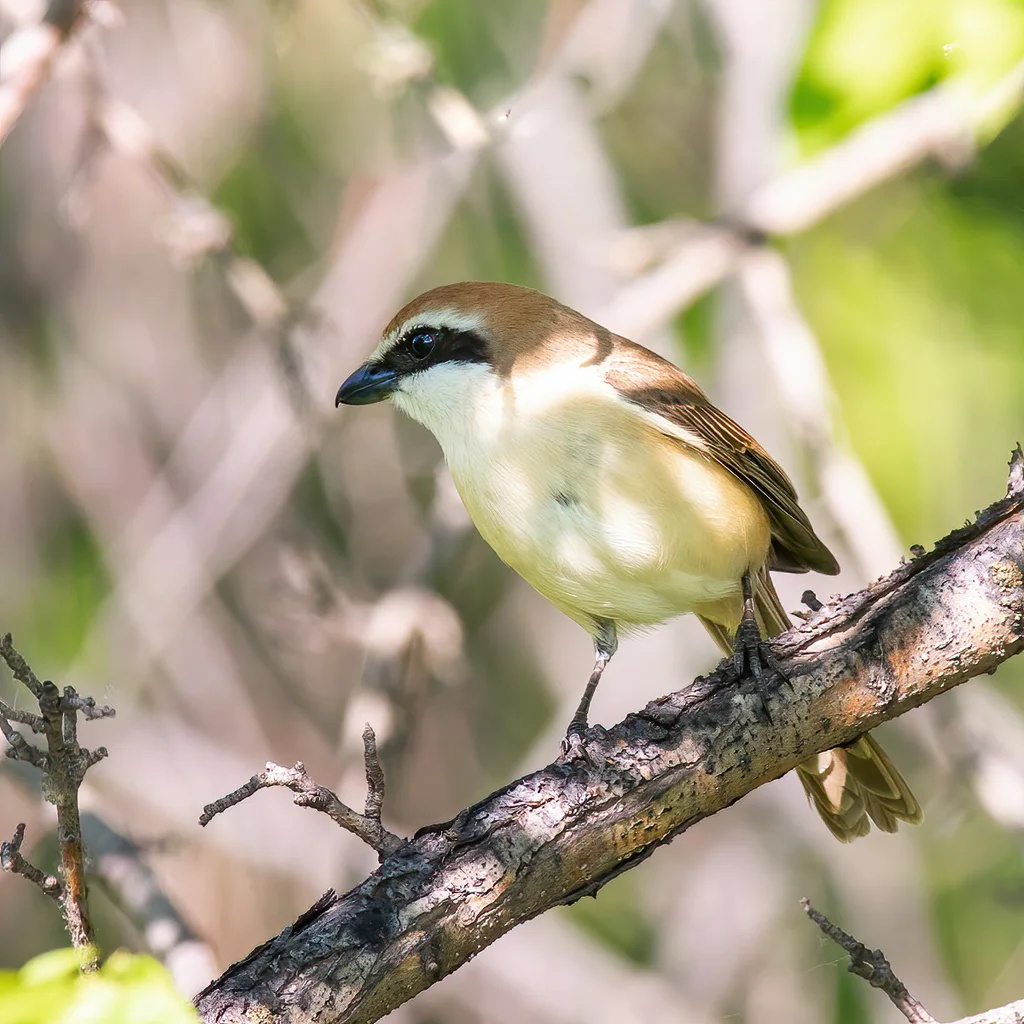 红尾伯劳(Lanius cristatus)