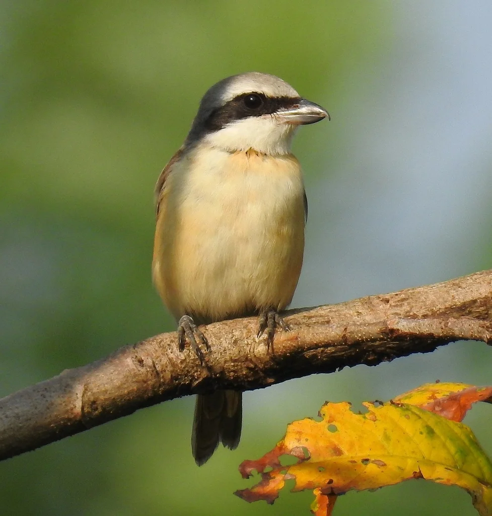 红尾伯劳(Lanius cristatus)