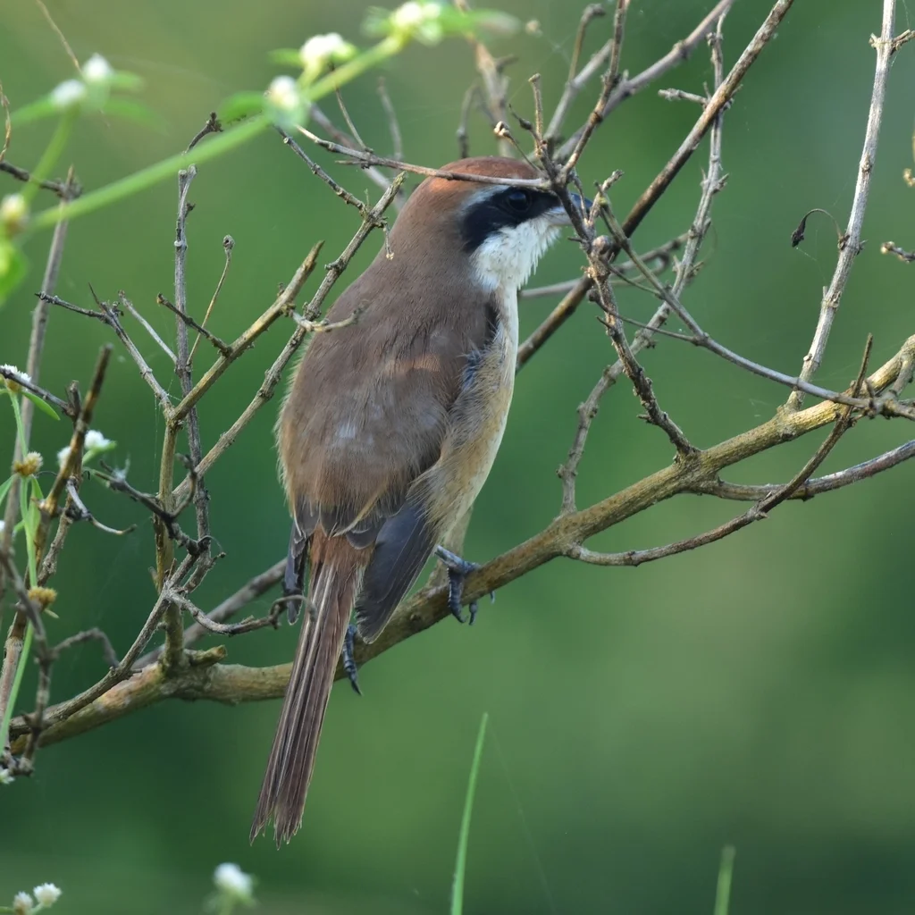 红尾伯劳(Lanius cristatus)