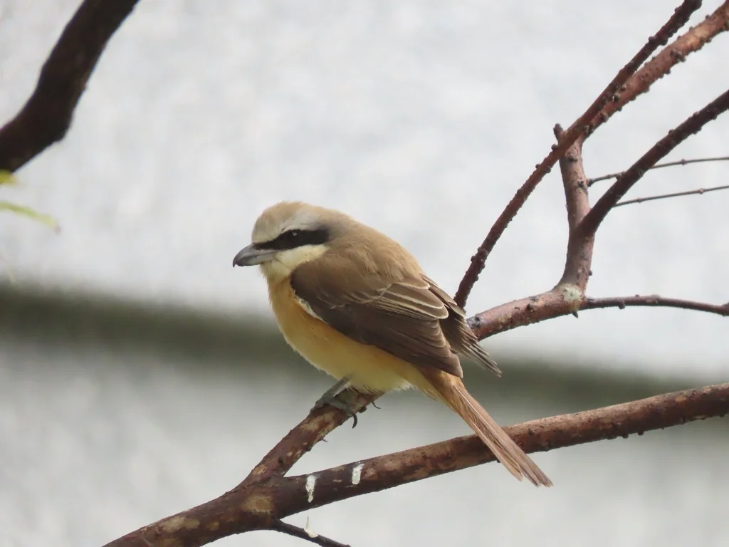 红尾伯劳(Lanius cristatus)
