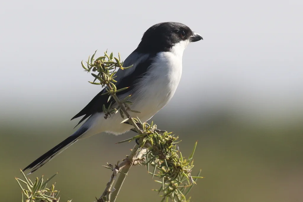 肯尼亚伯劳(Lanius dorsalis)