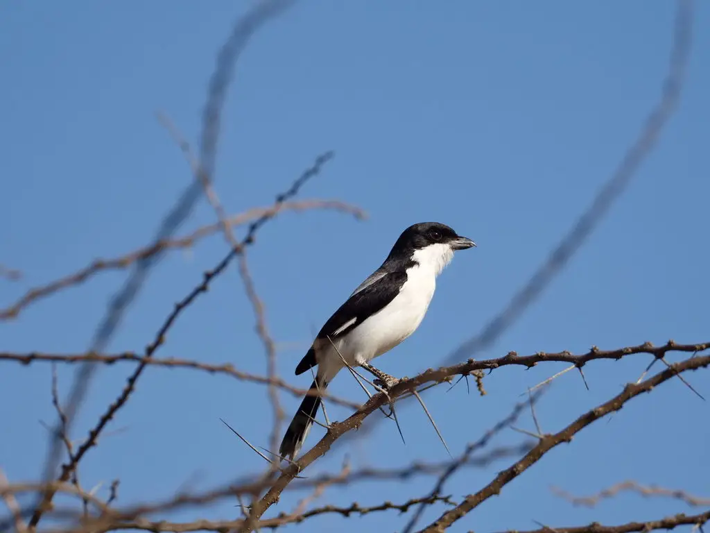 肯尼亚伯劳(Lanius dorsalis)