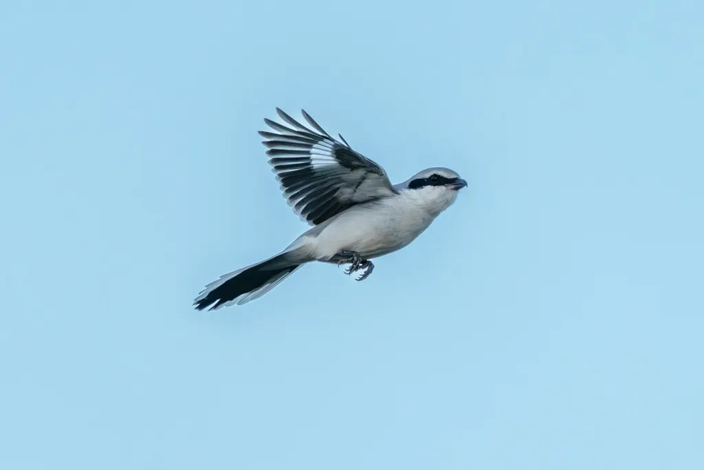 西方灰伯劳(Lanius excubitor)