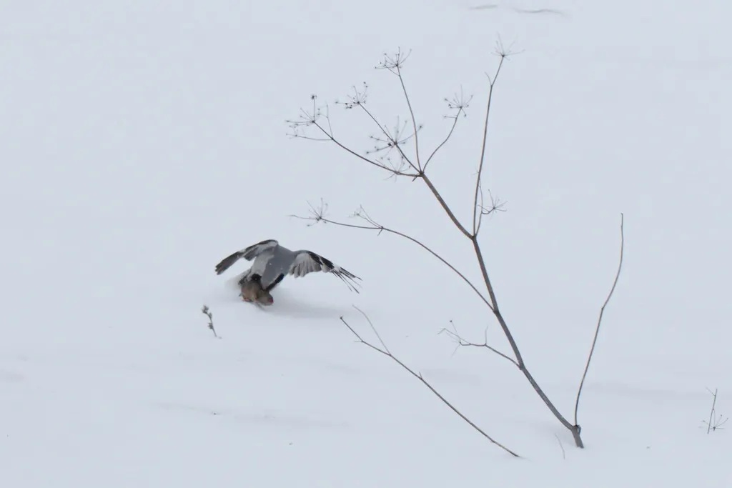 西方灰伯劳(Lanius excubitor)