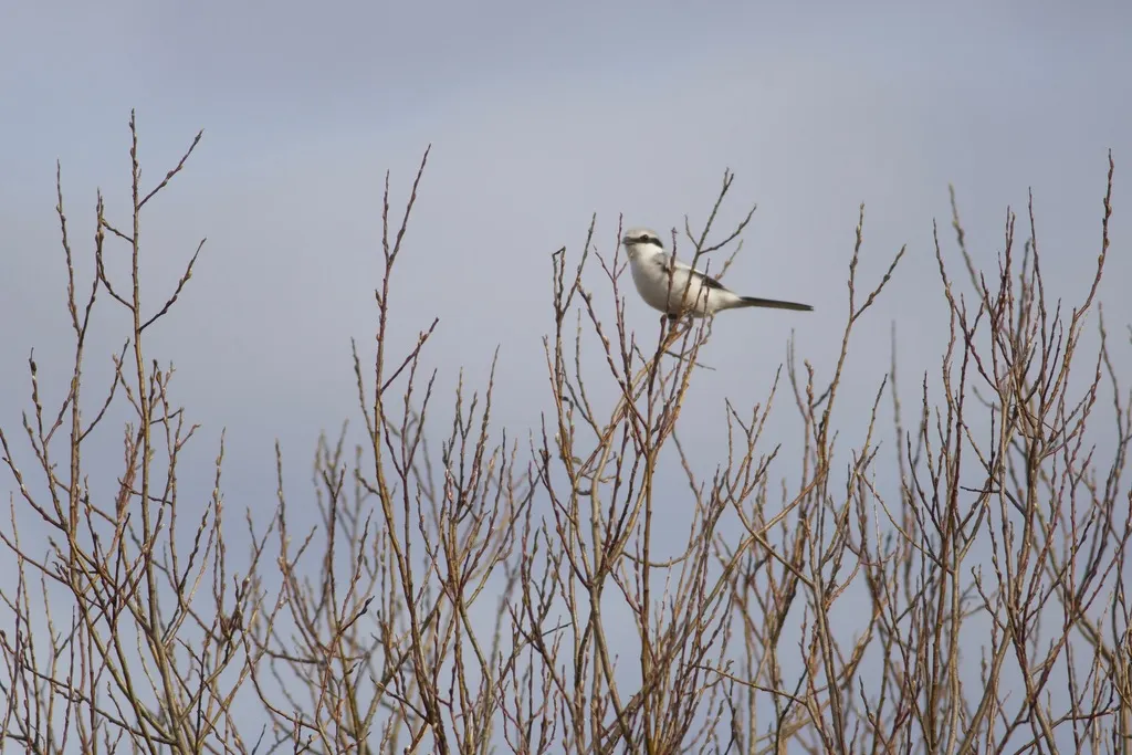 西方灰伯劳(Lanius excubitor)