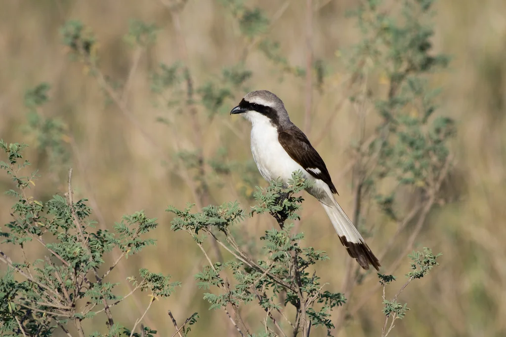 灰背长尾伯劳(Lanius excubitoroides)