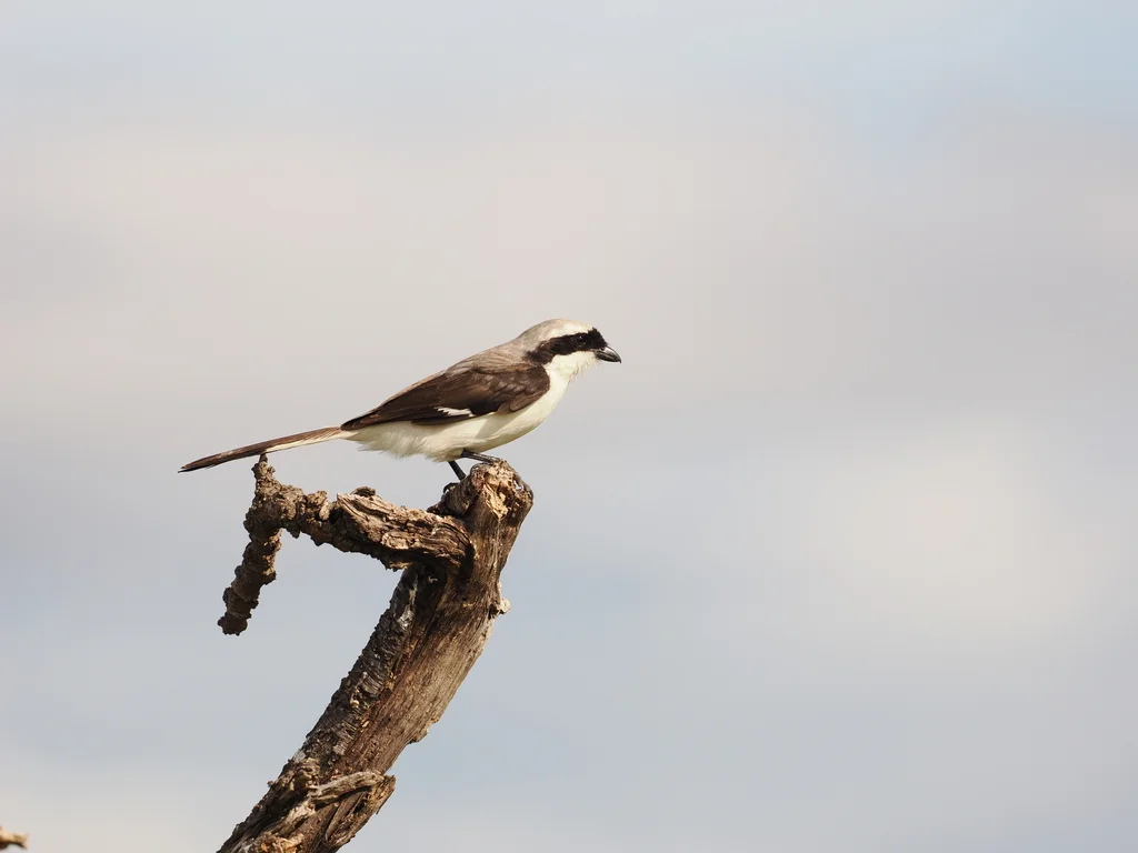 灰背长尾伯劳(Lanius excubitoroides)