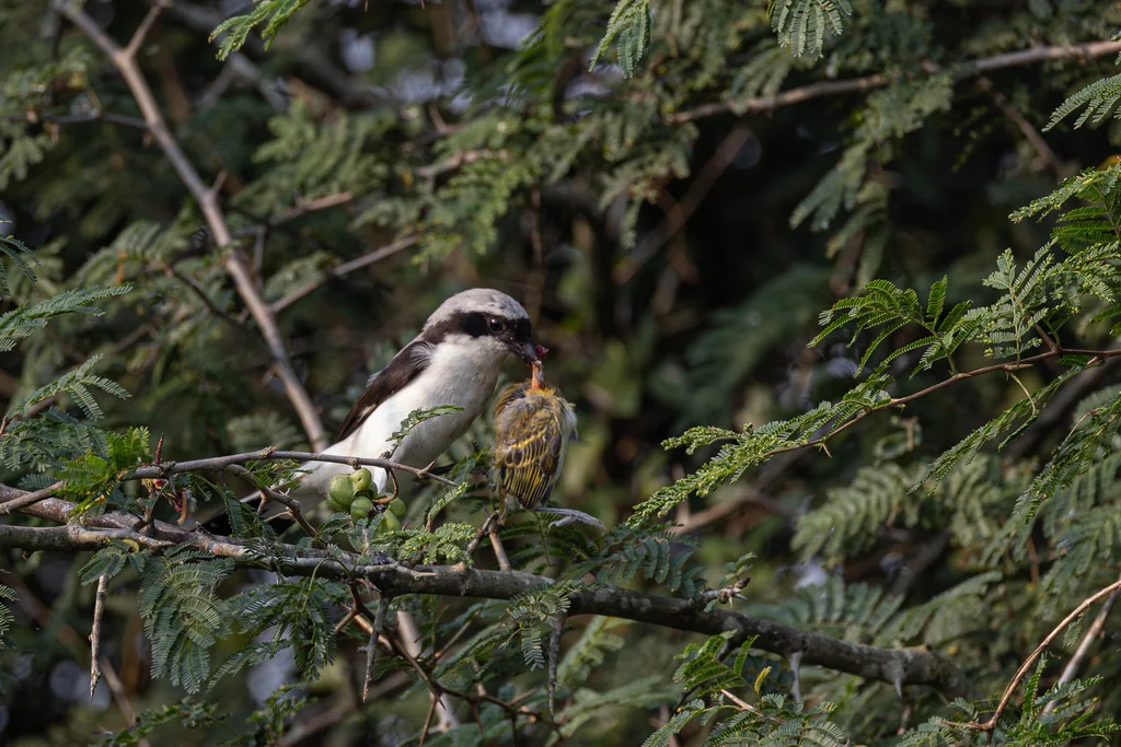 灰背长尾伯劳(Lanius excubitoroides)