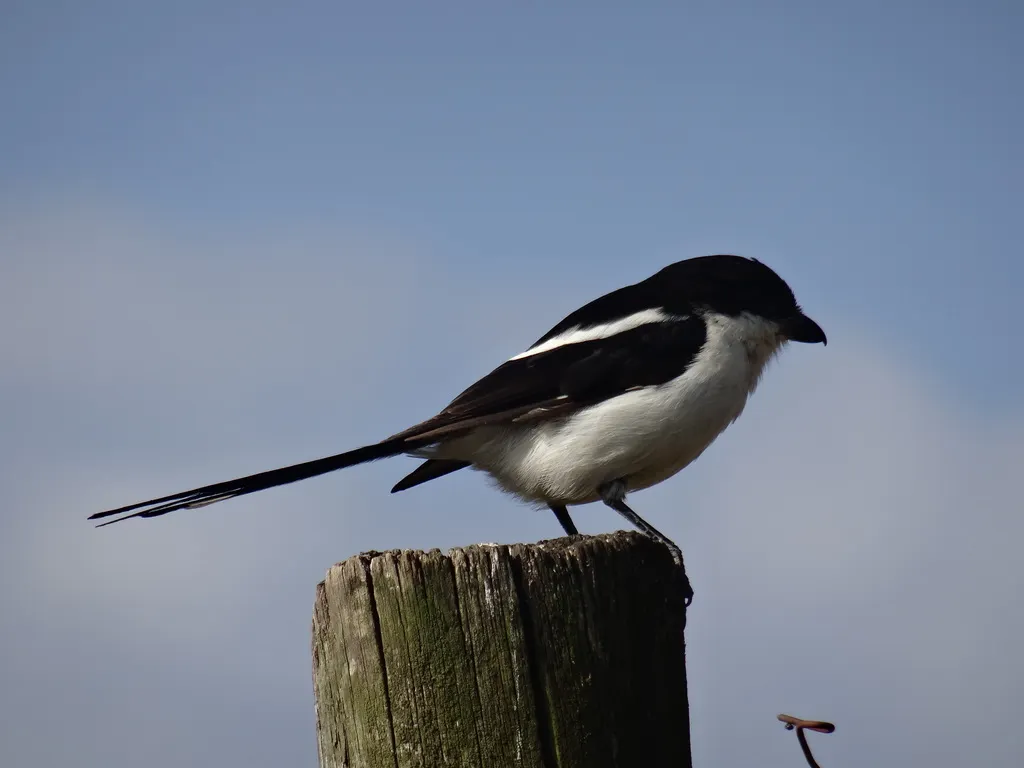 北领伯劳(Lanius humeralis)