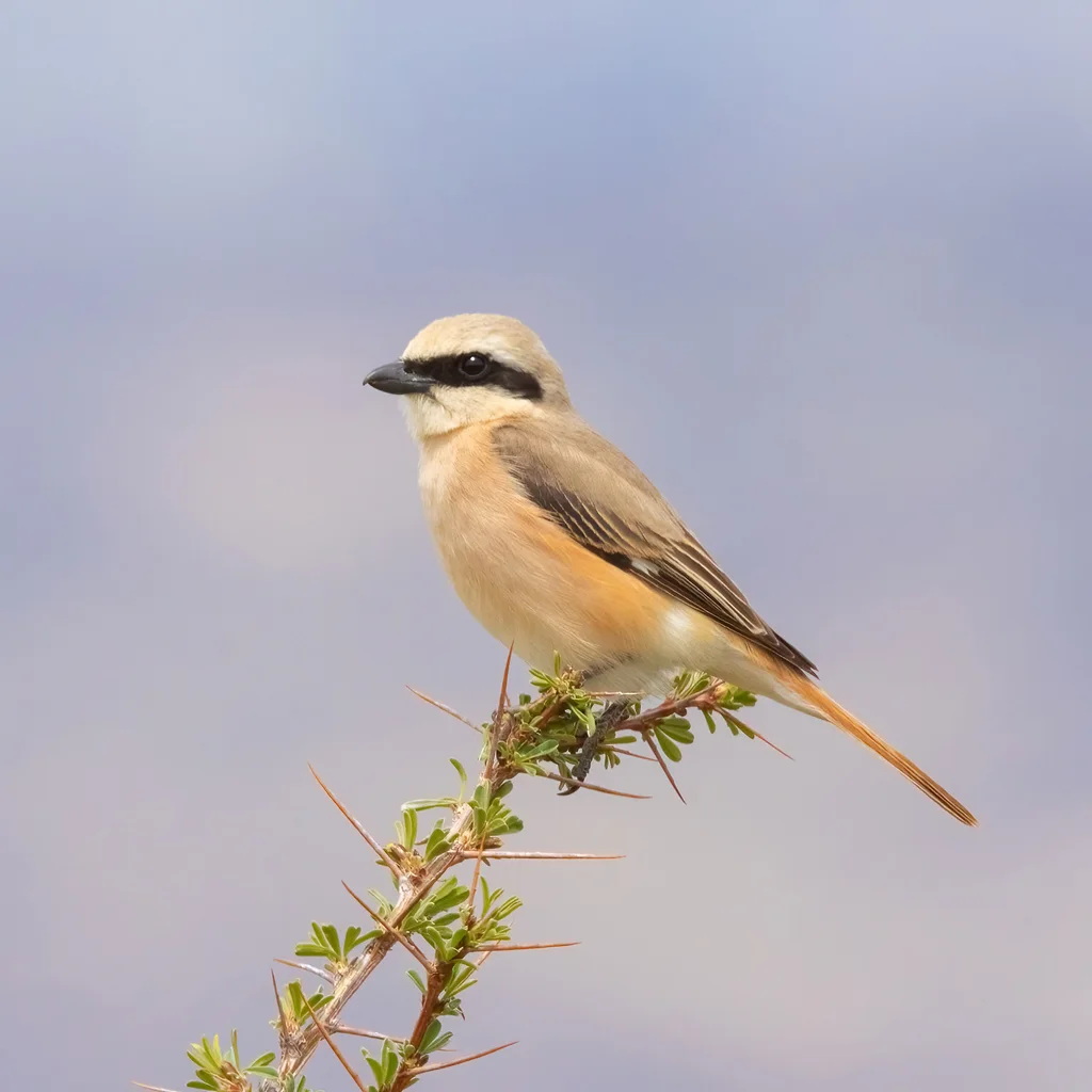 荒漠伯劳(Lanius isabellinus)