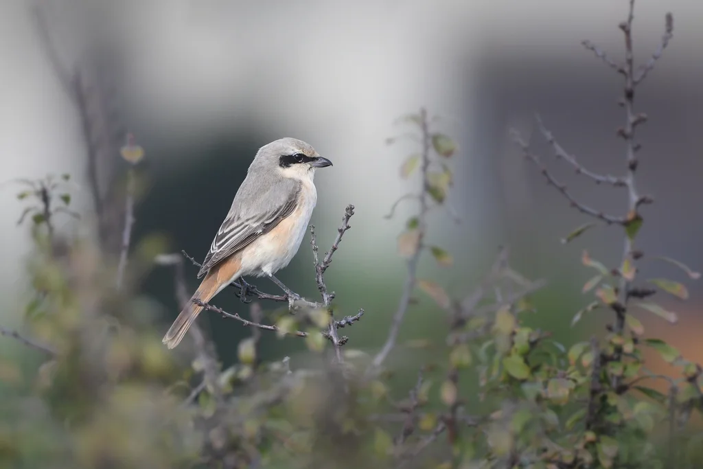 荒漠伯劳(Lanius isabellinus)