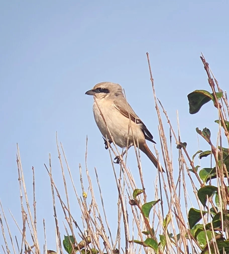 荒漠伯劳(Lanius isabellinus)
