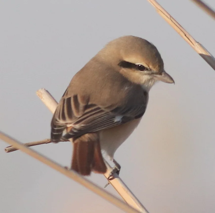 荒漠伯劳(Lanius isabellinus)