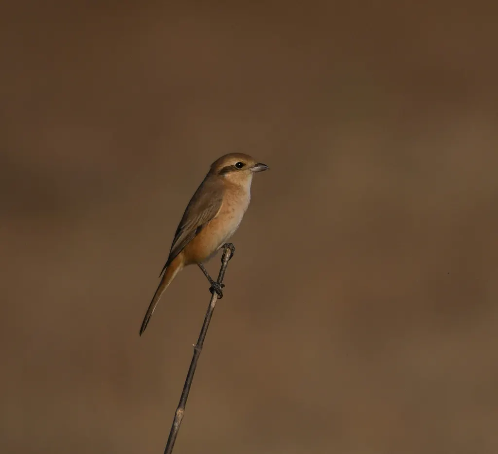 荒漠伯劳(Lanius isabellinus)