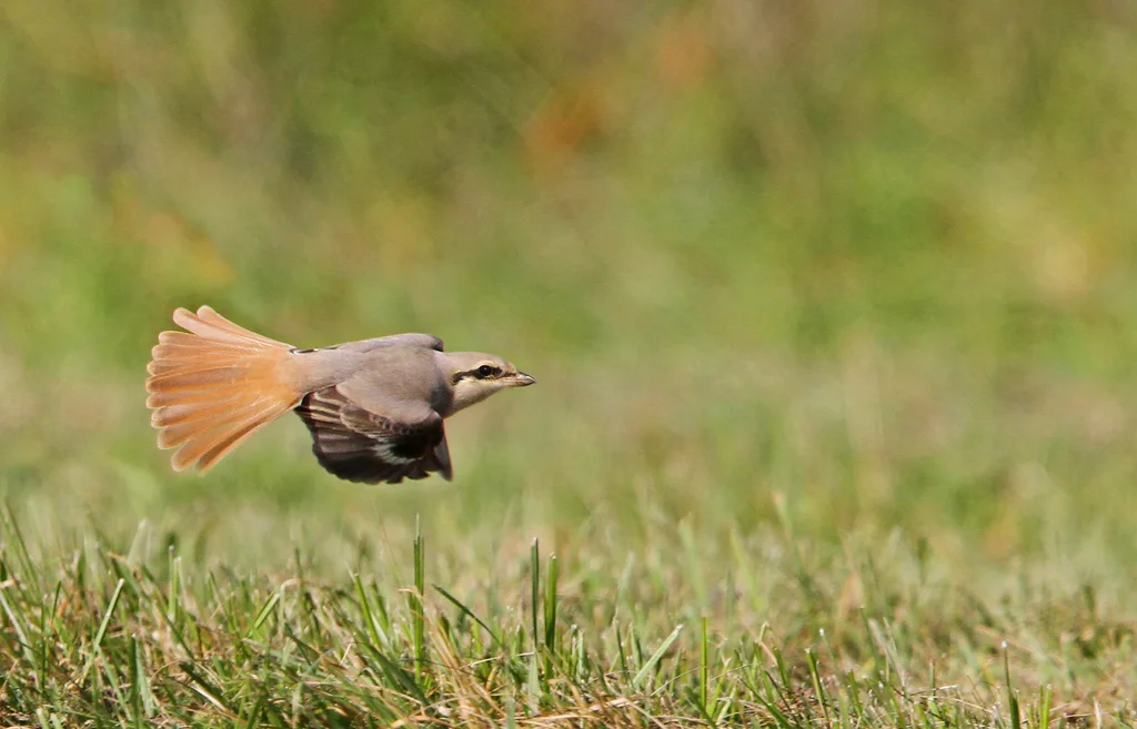 荒漠伯劳(Lanius isabellinus)
