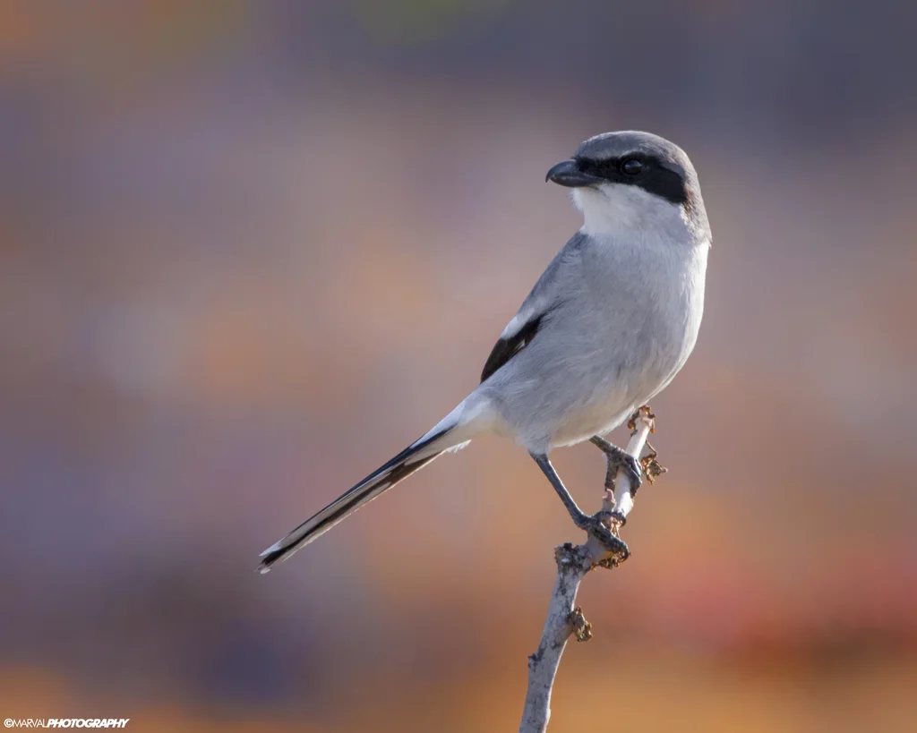 呆头伯劳(Lanius ludovicianus)