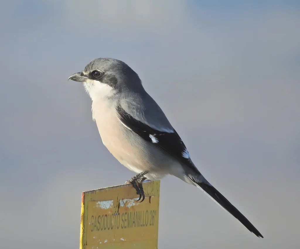 伊比利亚灰伯劳(Lanius meridionalis)