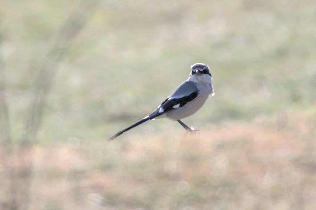 伊比利亚灰伯劳(Lanius meridionalis)