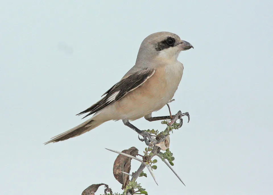 黑额伯劳(Lanius minor)