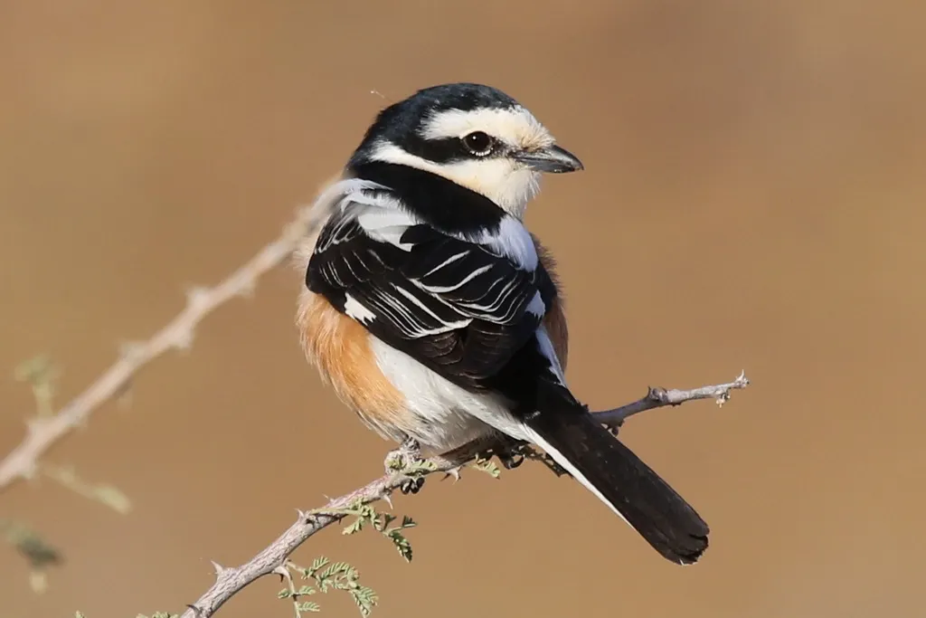 云斑伯劳(Lanius nubicus)