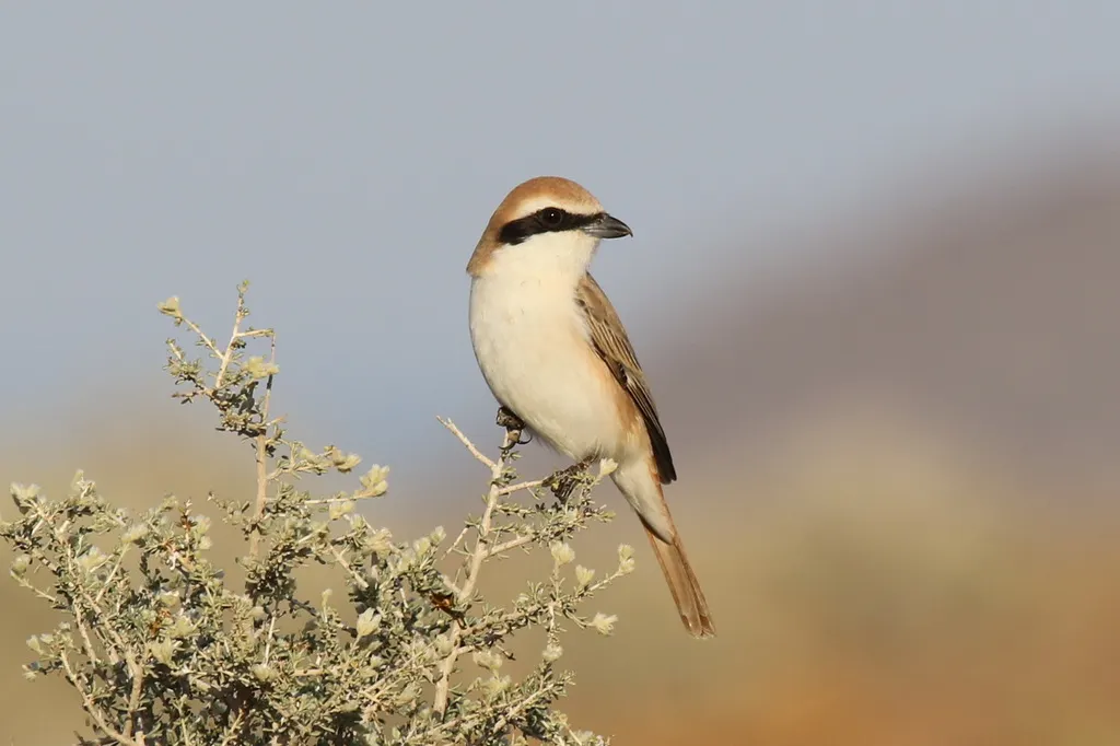 棕尾伯劳(Lanius phoenicuroides)