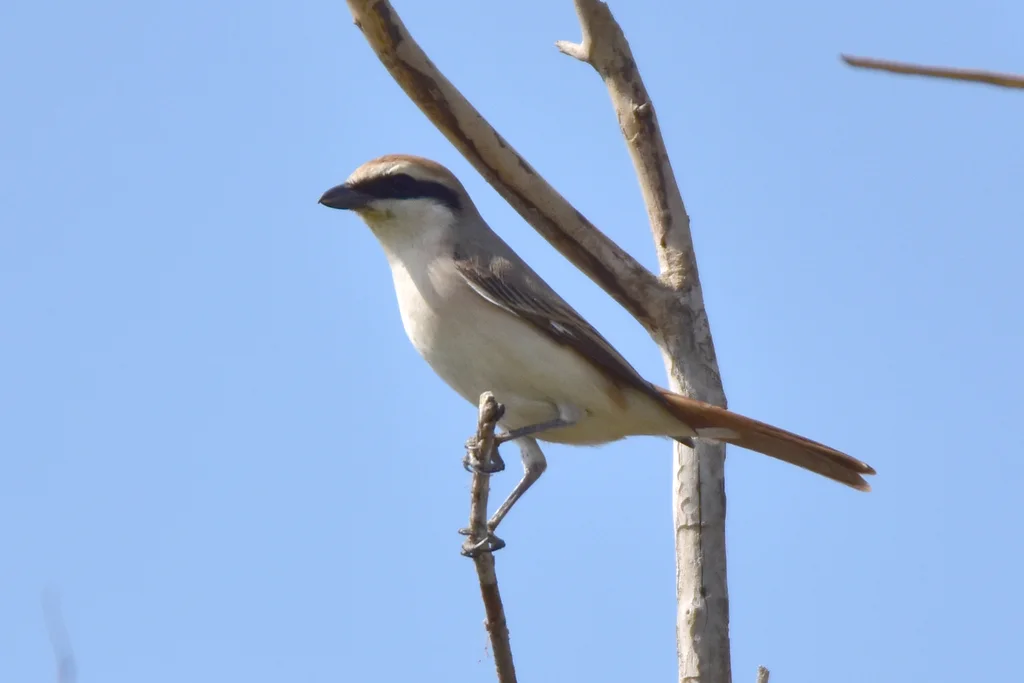 棕尾伯劳(Lanius phoenicuroides)