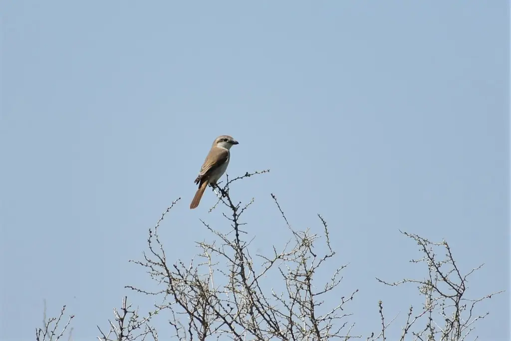 棕尾伯劳(Lanius phoenicuroides)