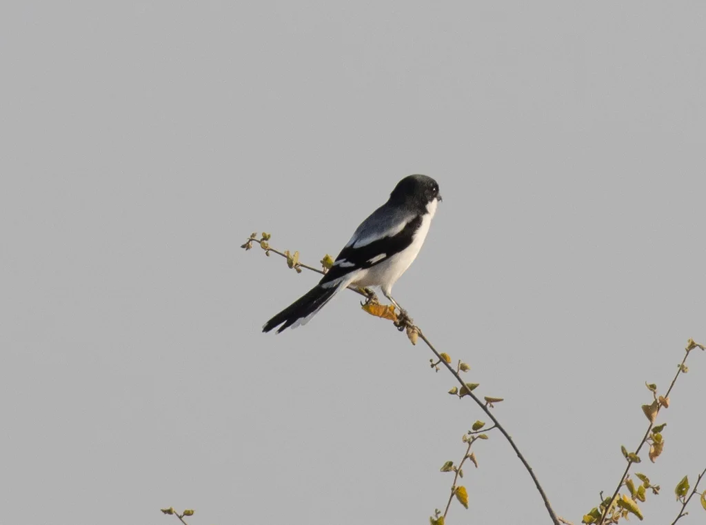 索马里伯劳(Lanius somalicus)