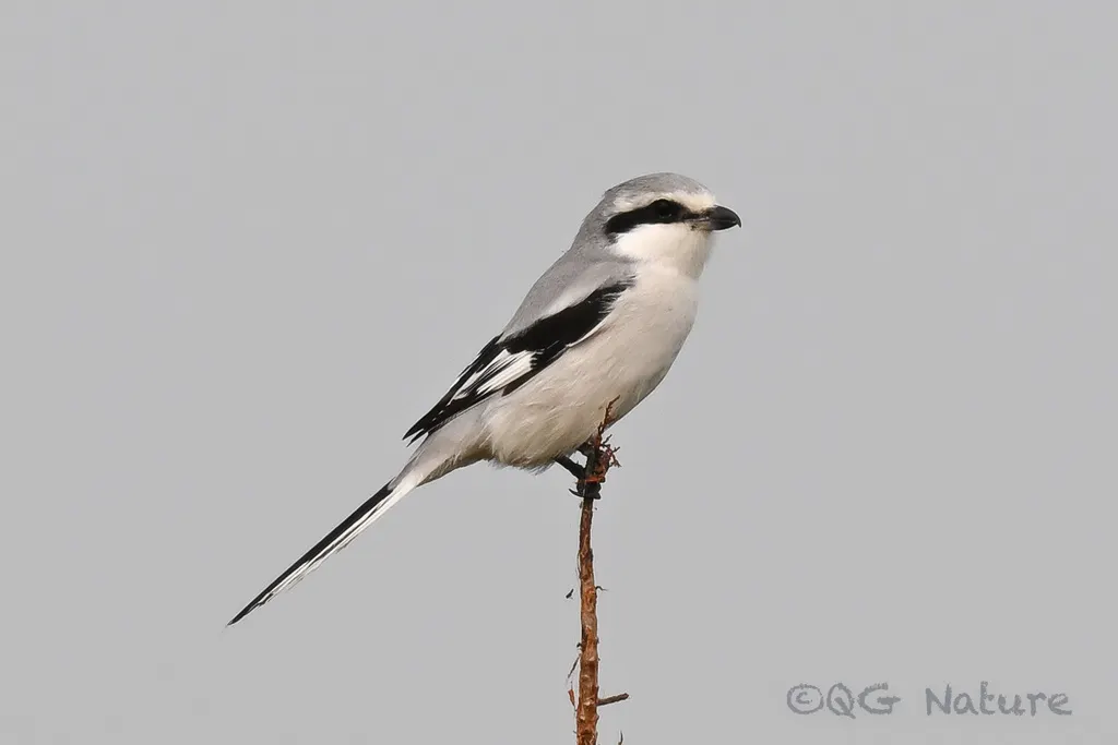 楔尾伯劳（Lanius sphenocercus）