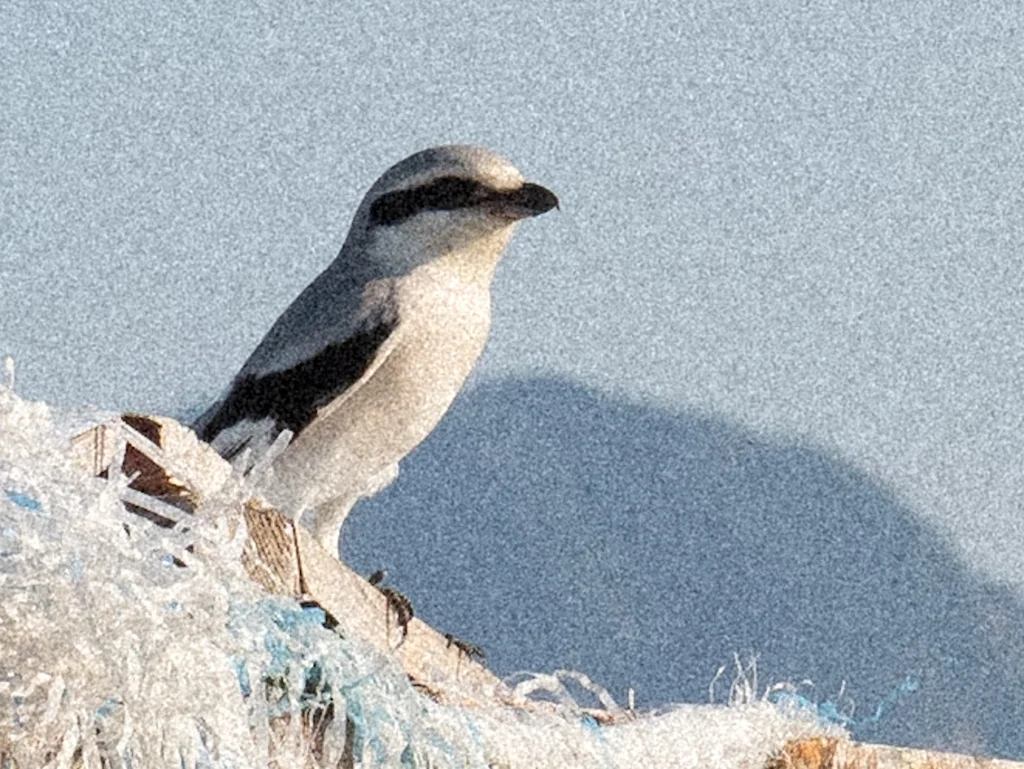 楔尾伯劳（Lanius sphenocercus）