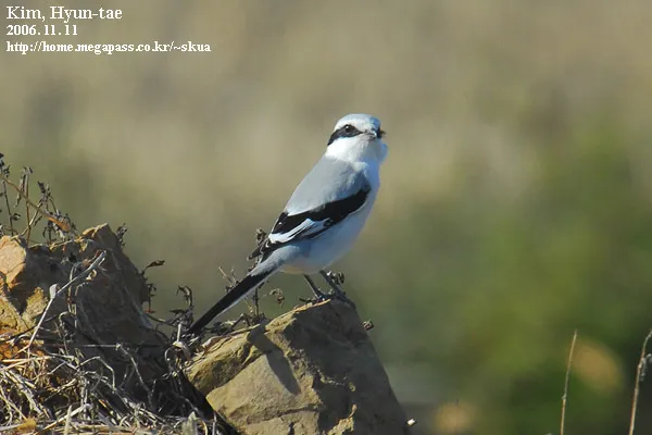 楔尾伯劳（Lanius sphenocercus）