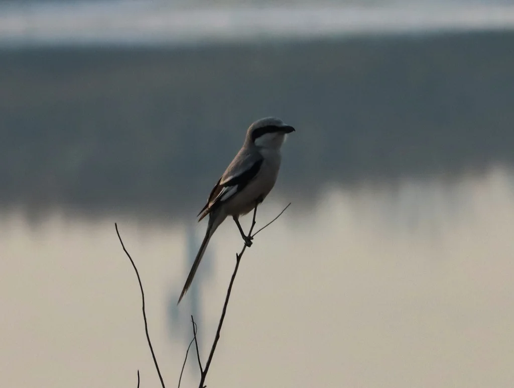 楔尾伯劳（Lanius sphenocercus）