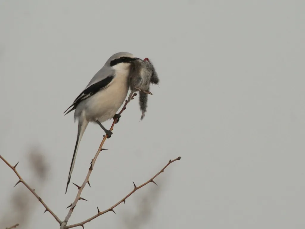 楔尾伯劳（Lanius sphenocercus）