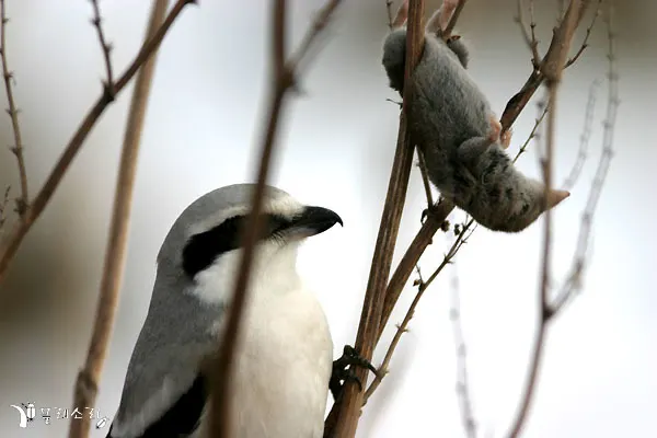 楔尾伯劳(Lanius sphenocercus)