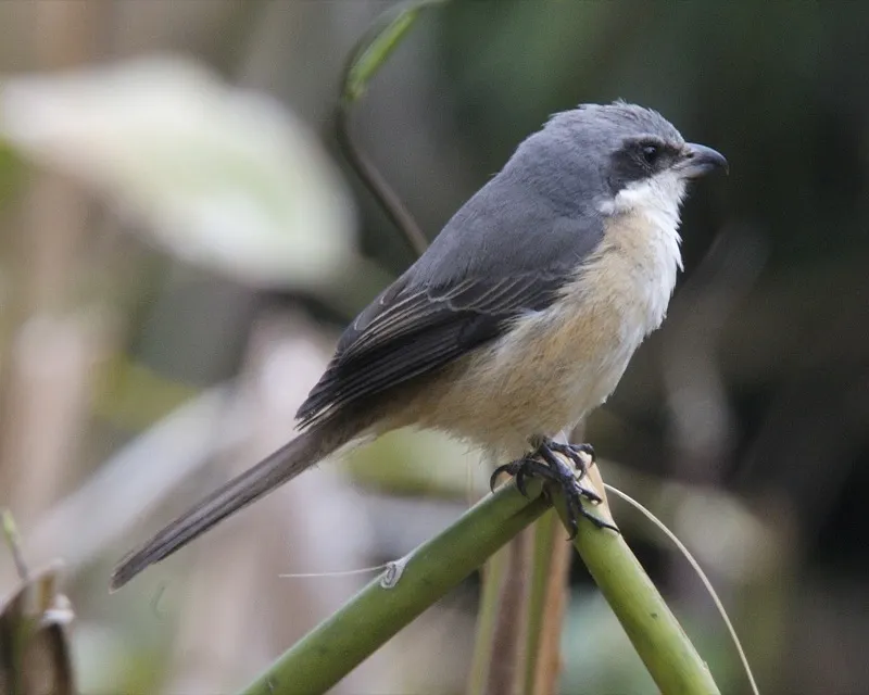 灰背伯劳（Lanius tephronotus）