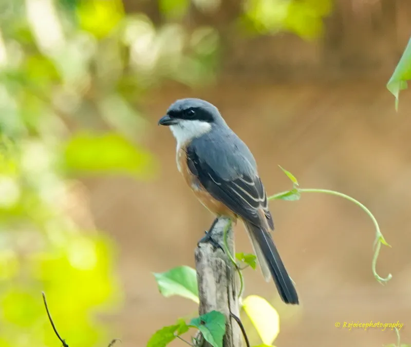 灰背伯劳（Lanius tephronotus）