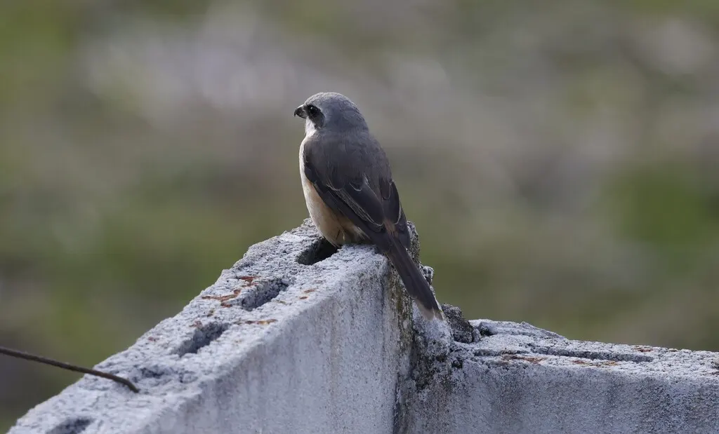 灰背伯劳（Lanius tephronotus）