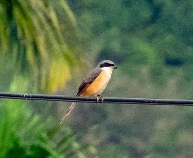 灰背伯劳（Lanius tephronotus）