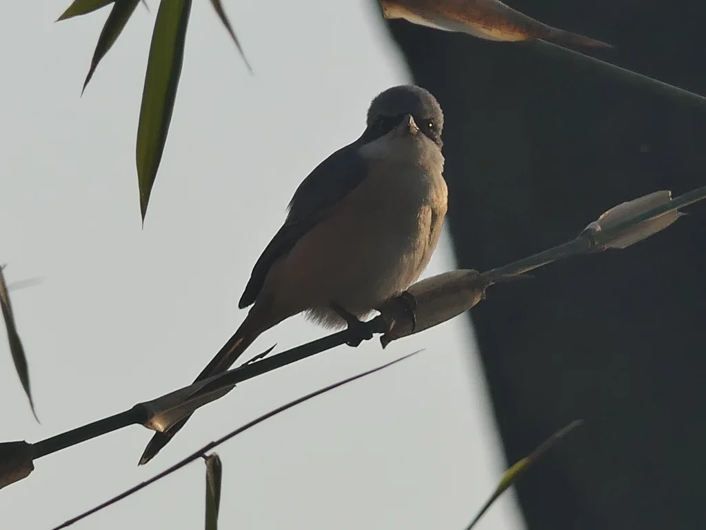 灰背伯劳（Lanius tephronotus）