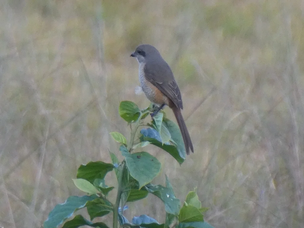 灰背伯劳（Lanius tephronotus）