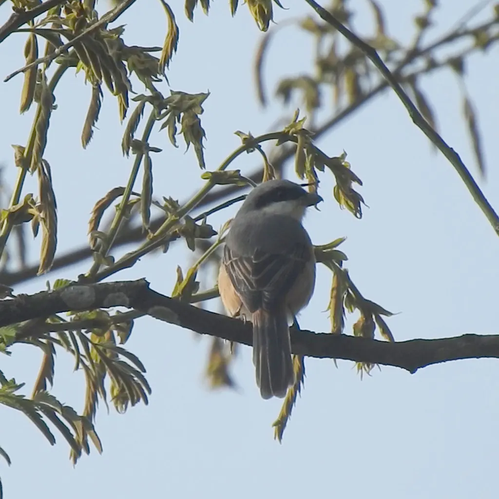 灰背伯劳（Lanius tephronotus）
