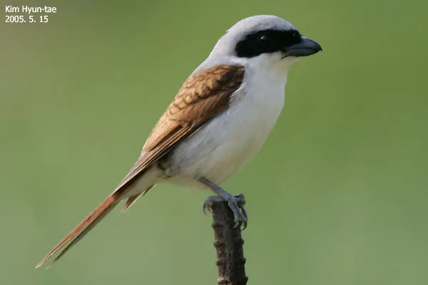 虎纹伯劳（Lanius tigrinus）