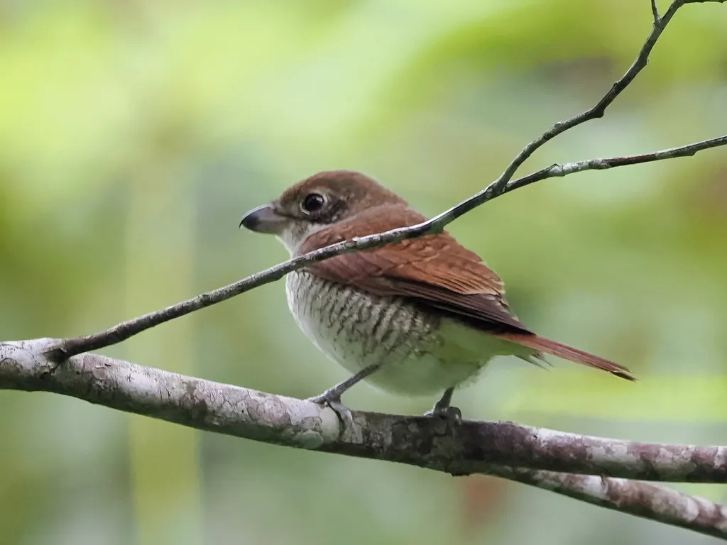 虎纹伯劳（Lanius tigrinus）
