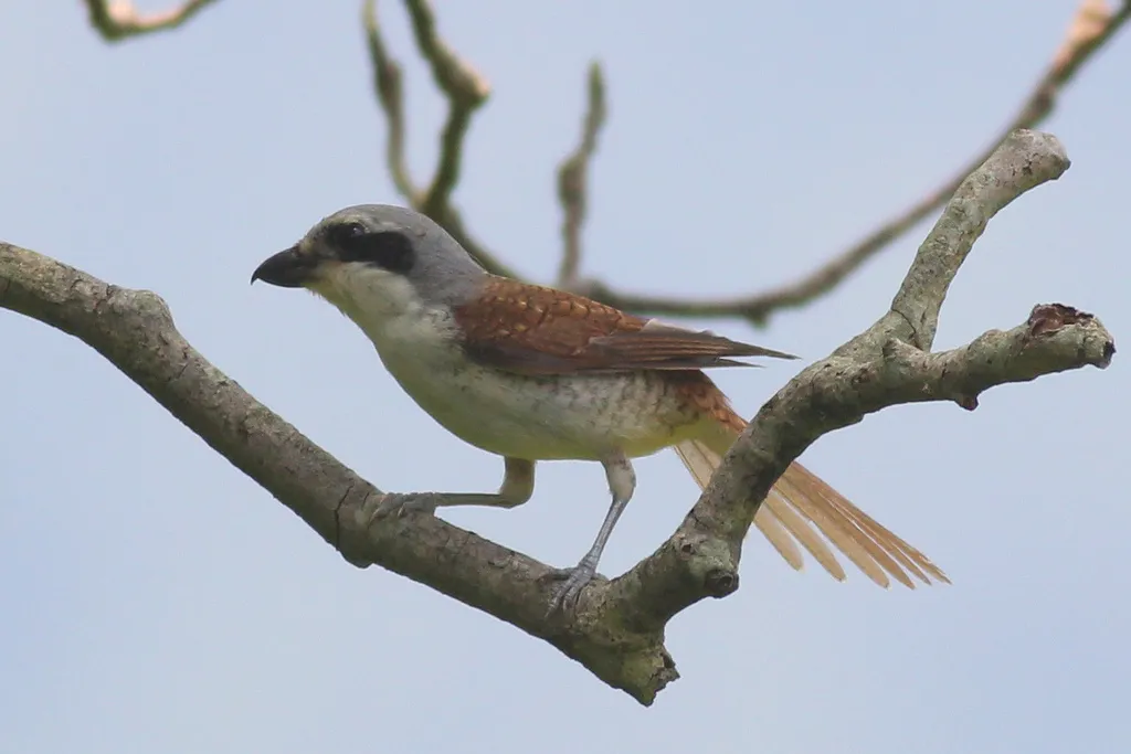 虎纹伯劳（Lanius tigrinus）