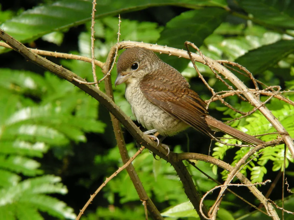 虎纹伯劳（Lanius tigrinus）