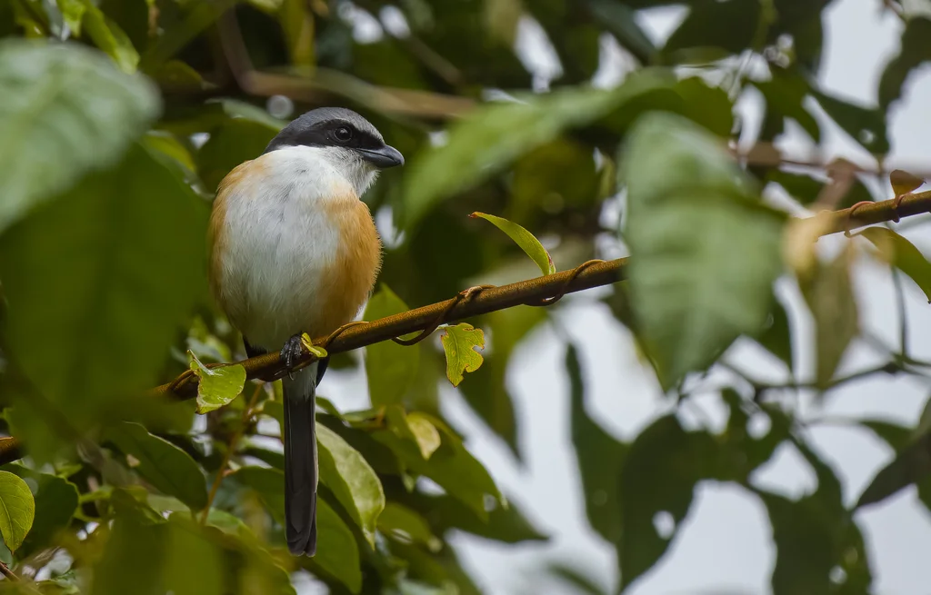 灰顶伯劳(Lanius validirostris)